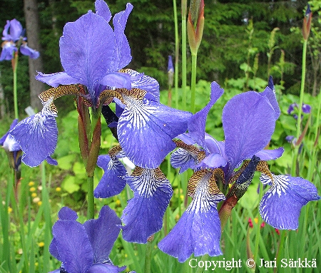 Siperiankurjenmiekka - strandiris - Iris sibirica 'Elfe'